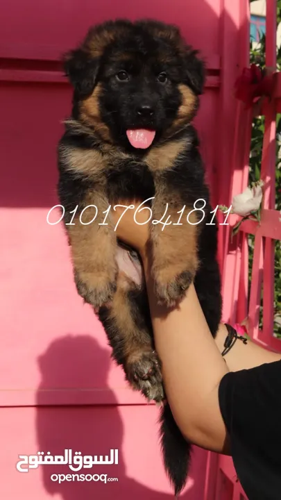 جراء جيرمان للبيع German shepherd puppies for sale