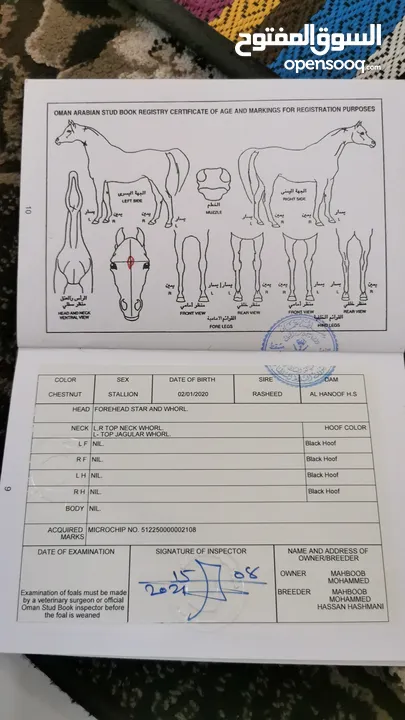 حصان عربي اصيل