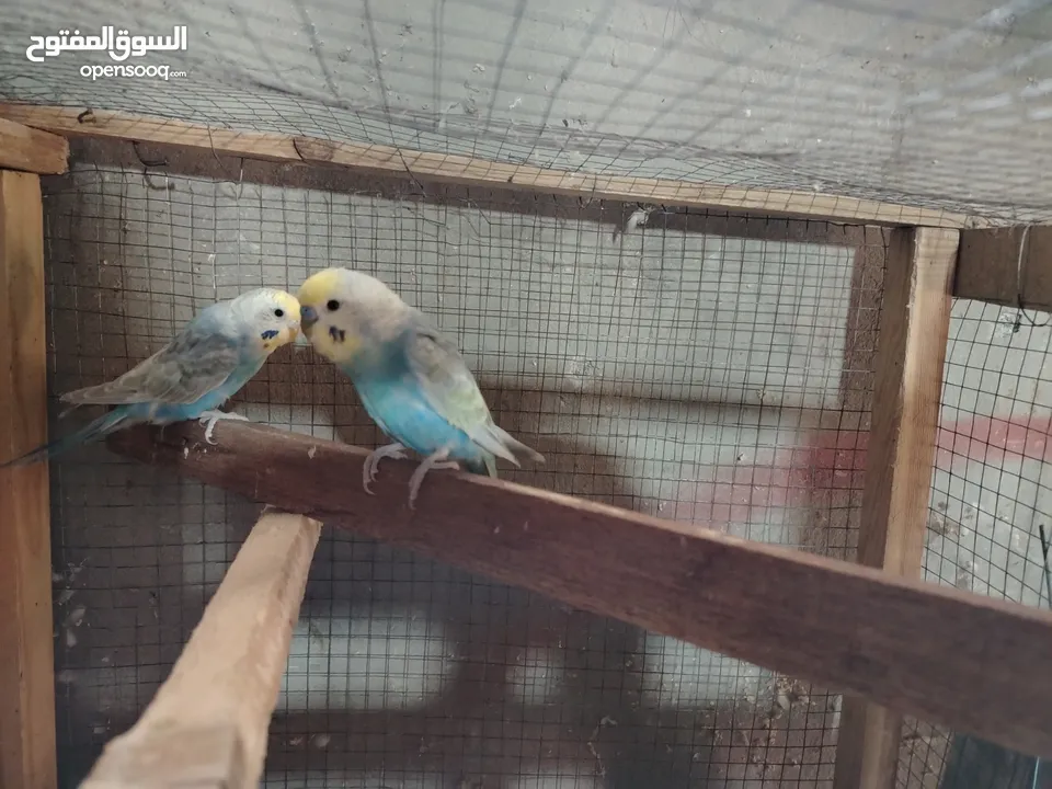 طيور حب رينبو وهوقو رومو للبيع