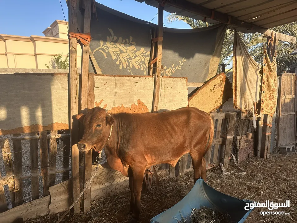 عجل عماني سمييين على الاخر ماشاء الله