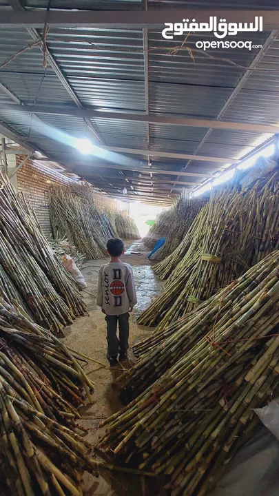 sugarcane///// سکر////قصب السکر سعر واحد طن