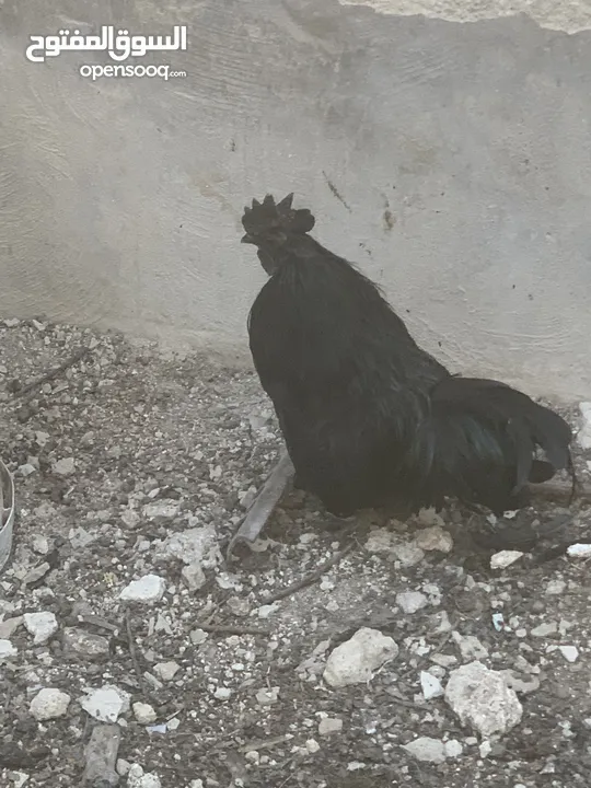 ديوك لمبرجيني و صيصان صحة و نظافة  بلدي للبيع