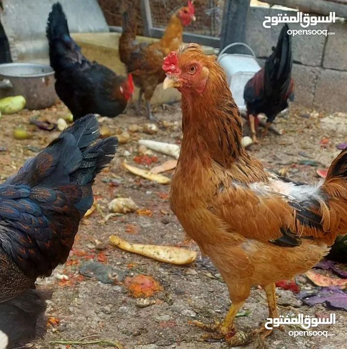 2 جاج بلدي بياض 1 ديك مزارع للبيع
