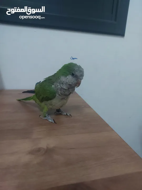 ببغاء كوكر