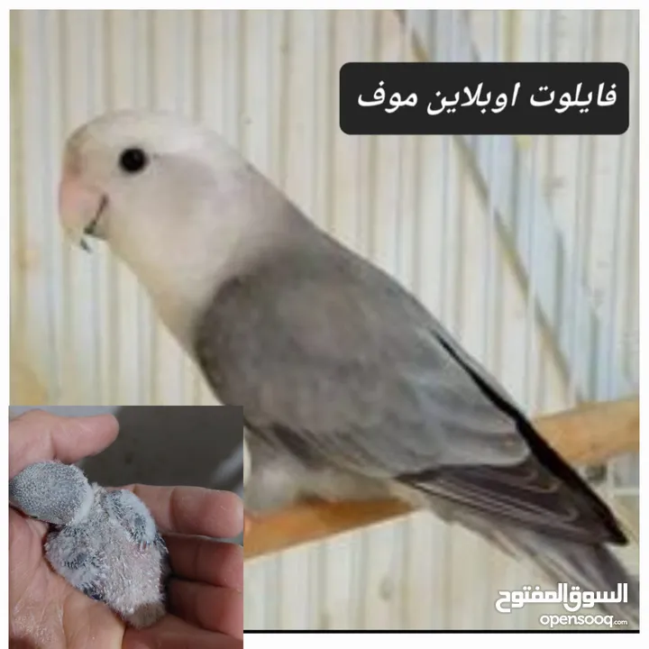 فراخ روز طفرات مميزة للزق اليدوي أقرا التفاصيل/ كوكتيل حب جرين شيك اليف جوز فحل طيرة فرخ هدد زق يدوي