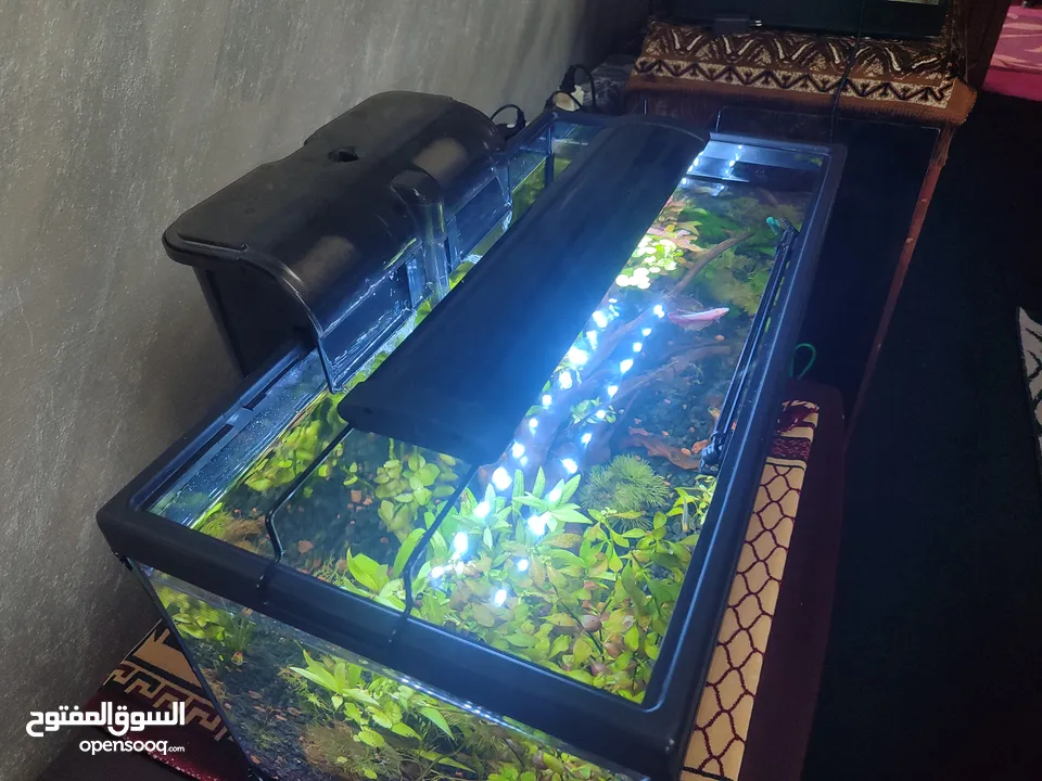 حوض نباتات اجنبي كريستال اكوائيل تحفه فنيه