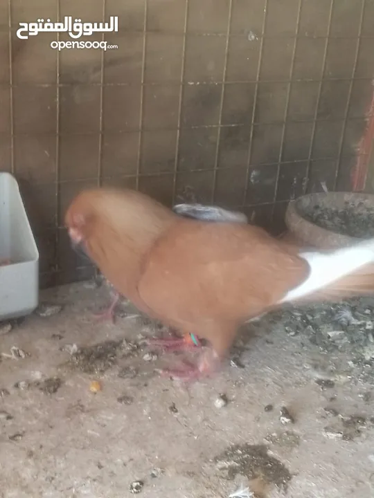 بسم الله والصلاه على رسول الله فحول طيور حمام وجواز للبيع