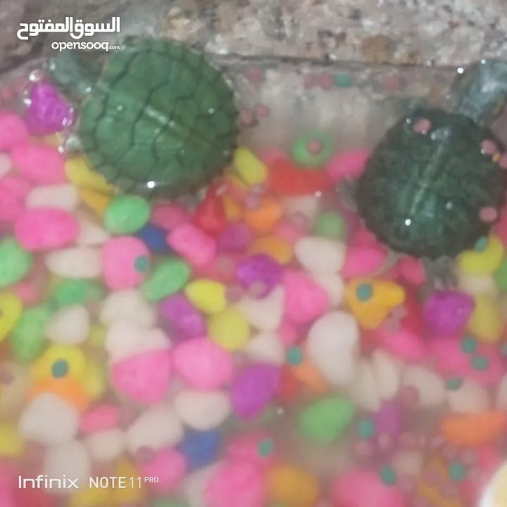 سلحفاه سلاحف برمائيه مائيه  بيبي سلحفاة الزينه الامازوني