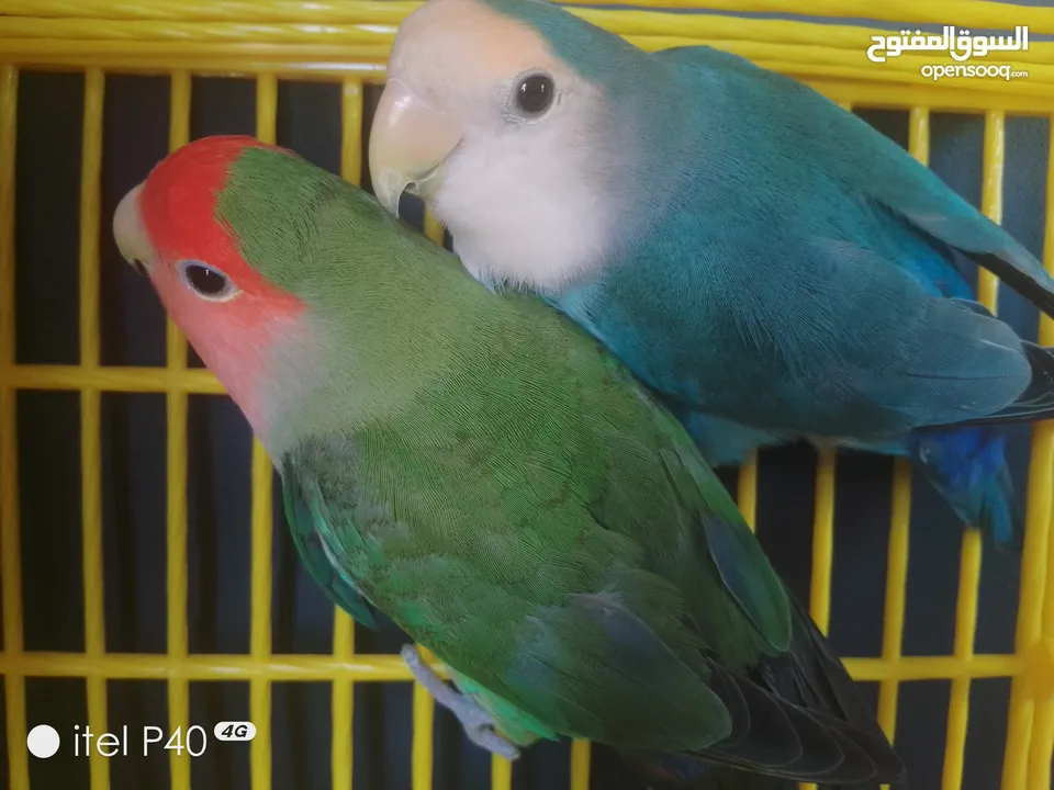 متاح جوز روز للبيع و جوز حب هوقو رومو فل وردات