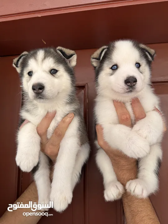 Husky puppies 40 days old pure breed