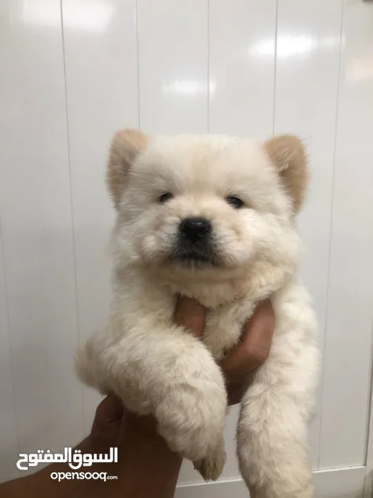 Chow Chow Puppy Available