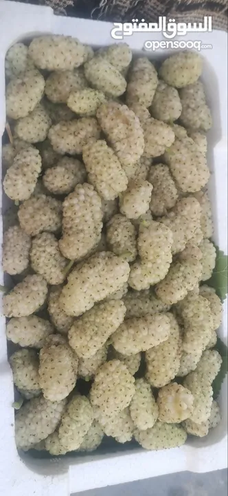 يرجد توت ابيض اسود تركي