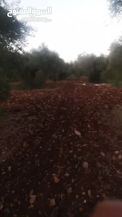 ارض مميزة للبيع في جيوس مساحات متعددة طابو منطقة بي..