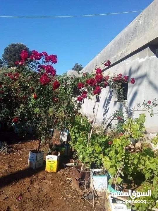 زراعة الحدائق
