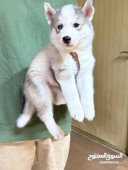 husky puppy