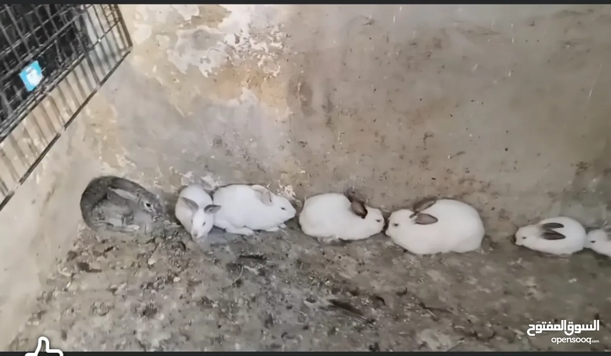 ارانب هولندي وحبة بلدية
