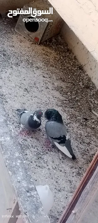 حمام للبيع التفاصيل آخر الاعلان