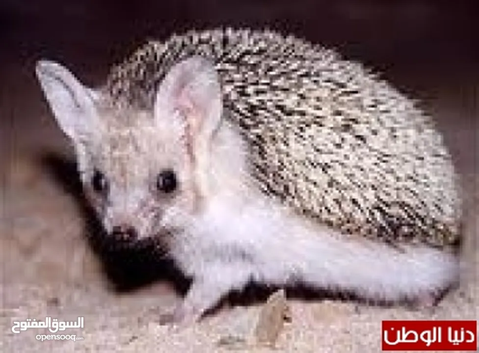 متوفر قنفذ جميل...
