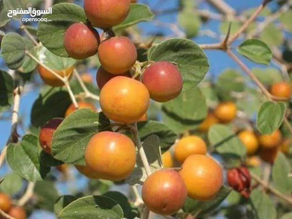 مشاتل السهل الاخضر الزراعيه تنسيق حدائق ومزارع