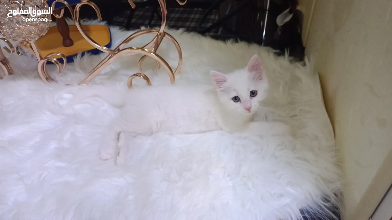 للبيع قطه ميكس (kitten) كما في الصور  بصحه ممتازه ماخده المطاعيم متعوده على دراية فوود واللتر بوكس.