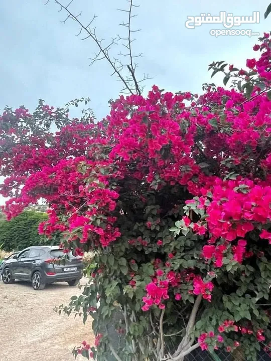مزرعة وشاليه