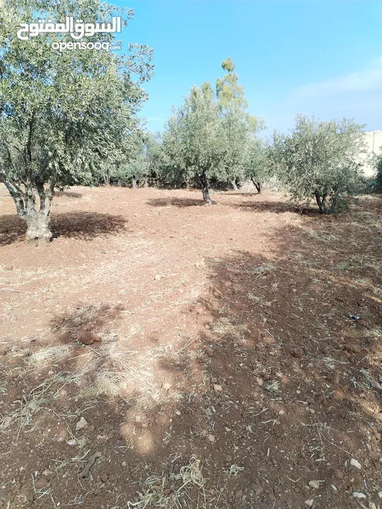 من أجمل قطع الرمان جميع الخدمات مشجرة