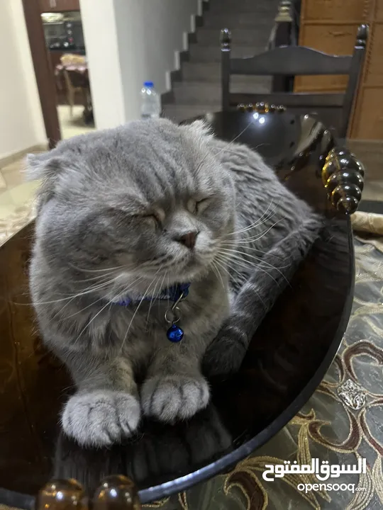 Scottish fold