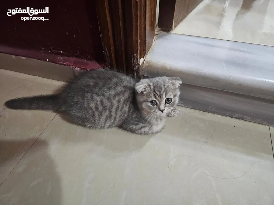قط ذكر سكوتش فولد بيور مواليد 3/9  لون سكني فاتح