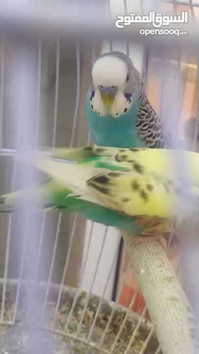 Ready to egg adult Budgies