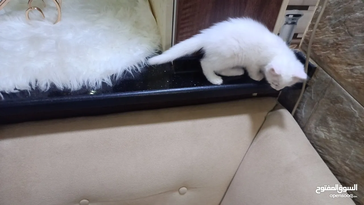 قطه ميكس صغيره بيضاء  Kitten ..............................................