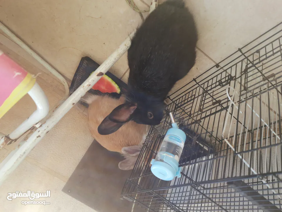 ارانب  lion head ذكور نوعهم راس الاسد Rabbits