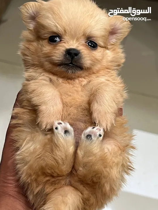 جراء بومارينين سوبر سوبر. ميني