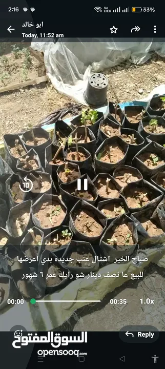 اشتال عنب للبيع