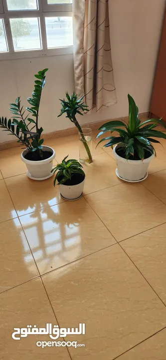 Indoor Plants