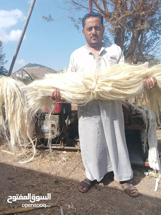 شعر جبس ممتاز درجه اولى  وبسعر منافس