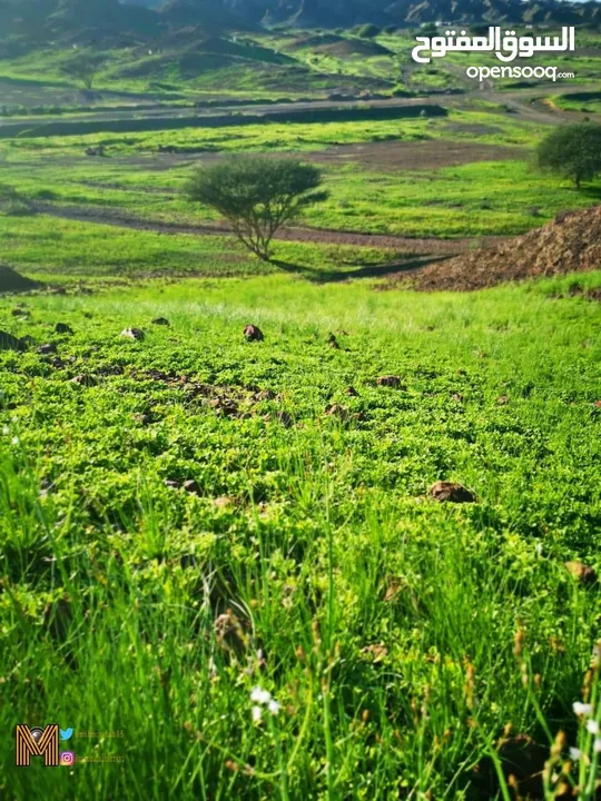 أرض زراعية من أجمل أراضي إربد الخصبة وتصلح للبناء للبيع بنصف القيمة