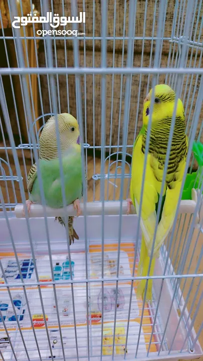 Love birds for sale