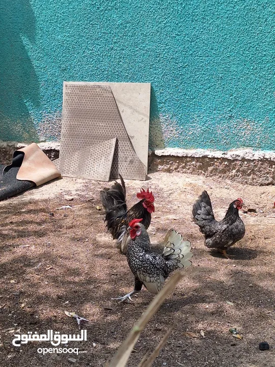 طاووس للبيع سعره 250  الدجاج زاحف اول ابياض وحاليا كاطع السعر 80 الف اصليات فول +ديج اسباني القح ال