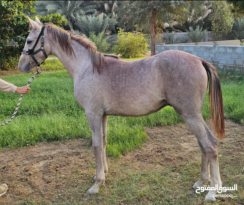 مهر عربي للبيع (حصان)  العمر سنة