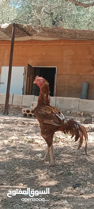 فحل بصلاة على النبي