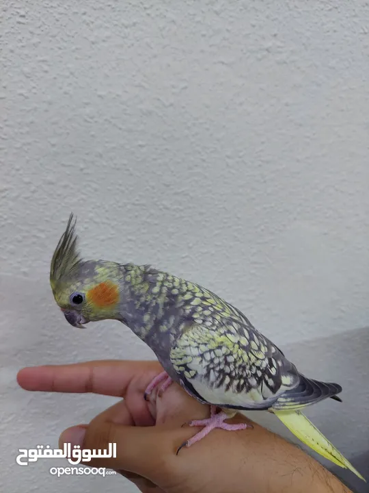 Cockatiel pair for SAR 350