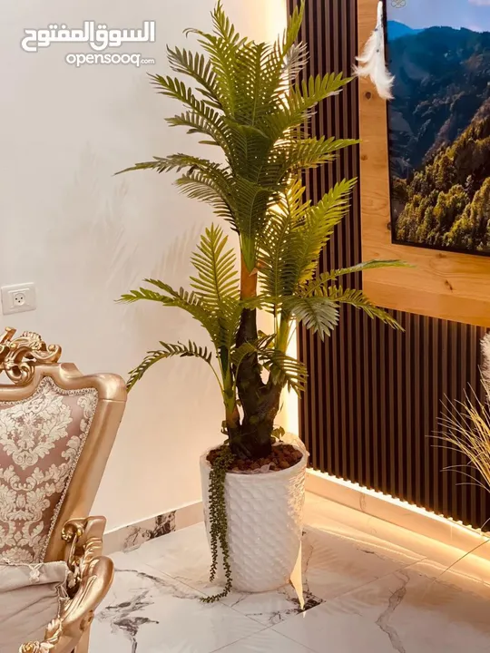اطلب الان قبل نفاذ الكمية  شجرة النخيل السحرية بالحجم السوبر  جمال وأناقة تسرق الأنظار من أول نظرة