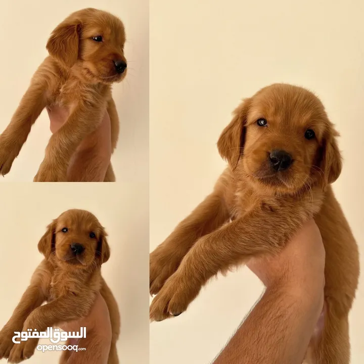 جولدن ريتريفر بريطاني آصلي  Golden retriever pure اعلى مستوى في الشرق الاوسط