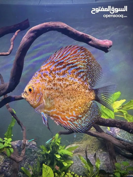 4 discus fish