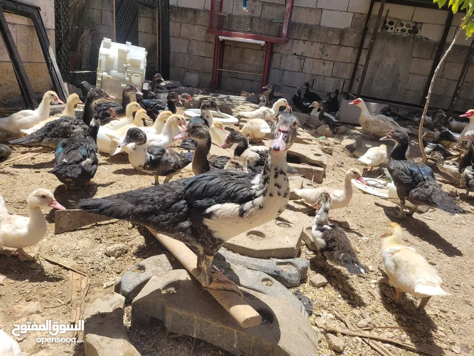 بطط مرتب لحم خرافي لانه مهتمين بغذائه يوجد أحجام مختلفه + يوجد حجل لحم مرتب + بيض بط+ بيض حجل