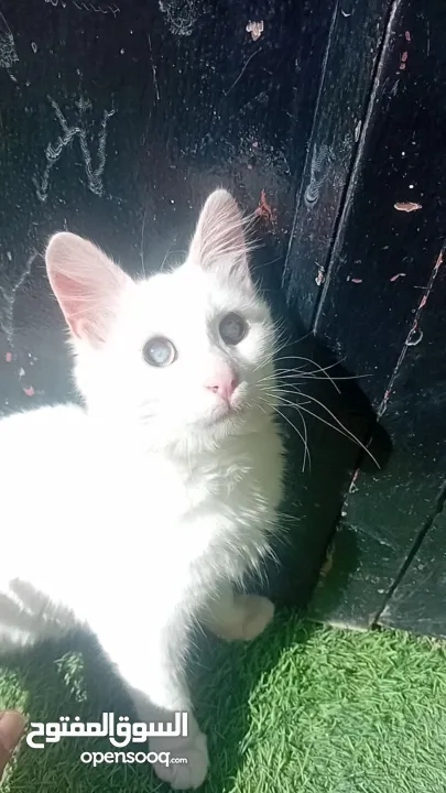 انقورا تركي