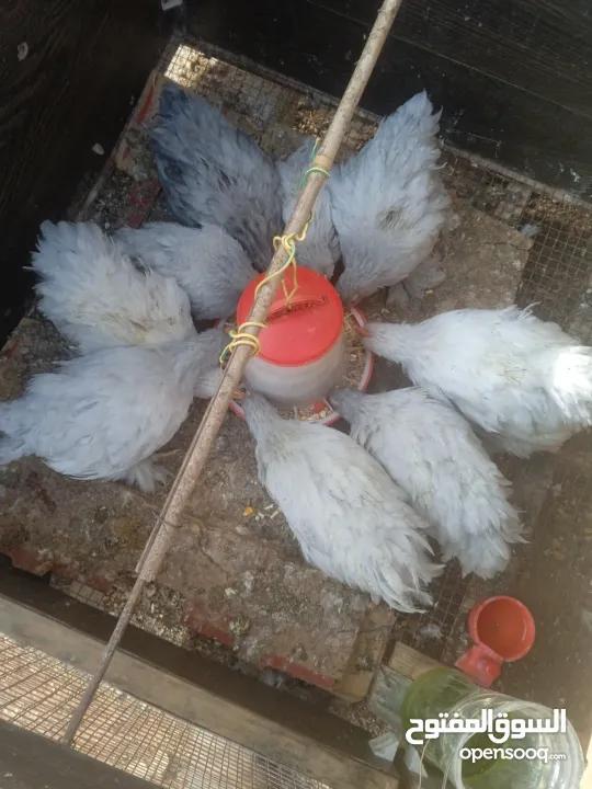 دجاج كوتشينا لفندر