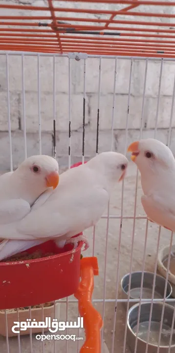 جوزين روز البينو مع فراخ مفطومه