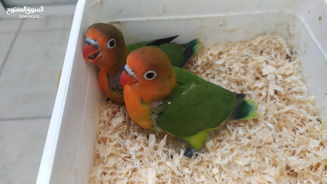 Tamed , Friendly Green Fischer Chicks &  Green Parblue chick