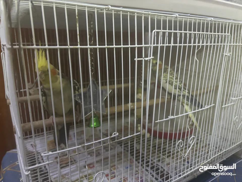 Cockatiel pair for SAR 350